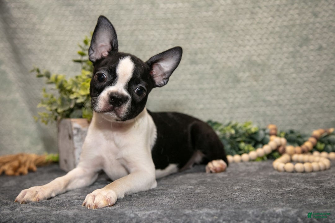 Boston Terrier dogs for sale: Dora - Image 7