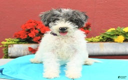 Miniature Poodle dogs for sale: Daisy - Image 3