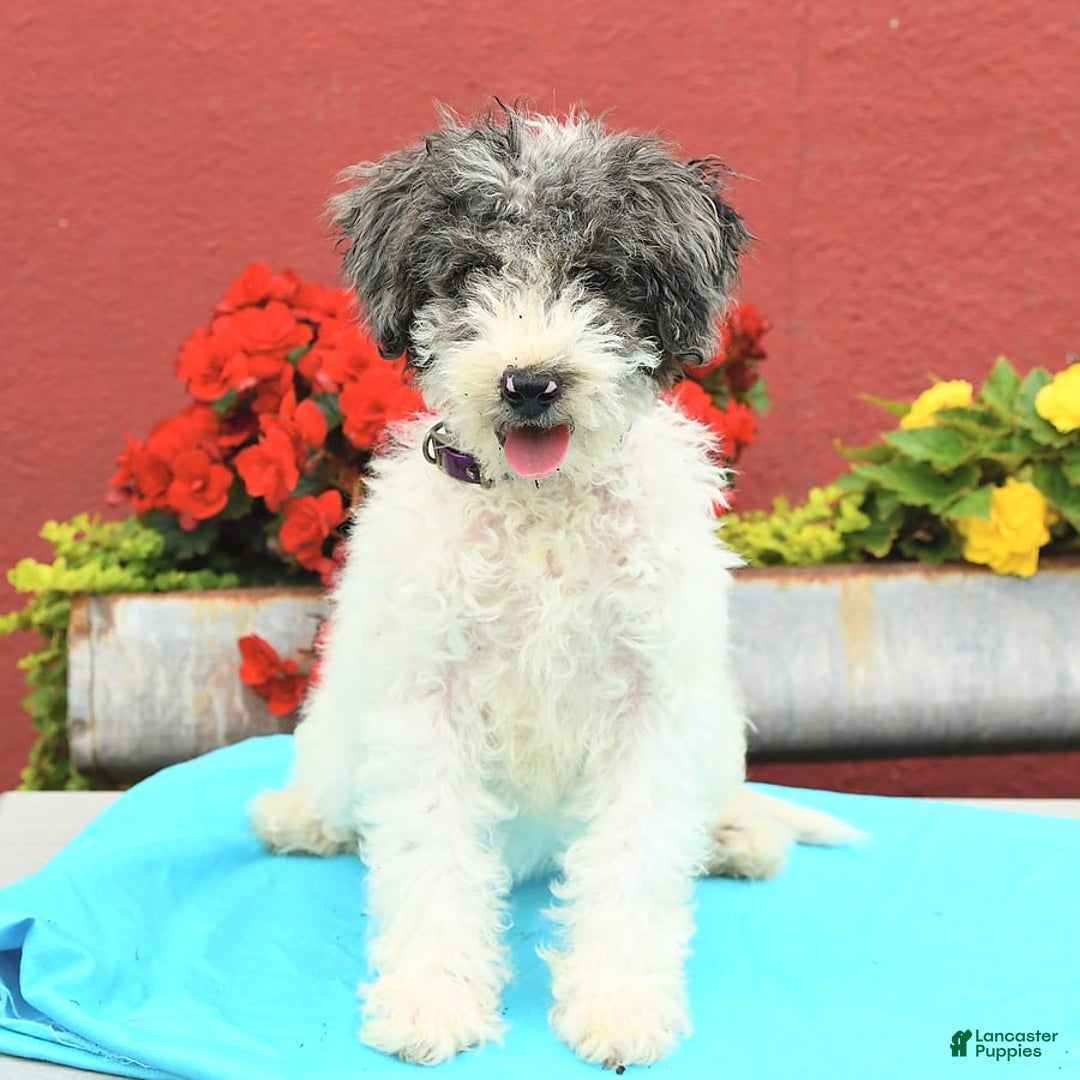 Miniature Poodle dogs for sale: Daisy - Image 3