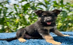 German Shepherd dogs for sale: Bruno - Image 5