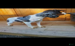 Cocker Spaniel dogs for sale: Nash - Image 31