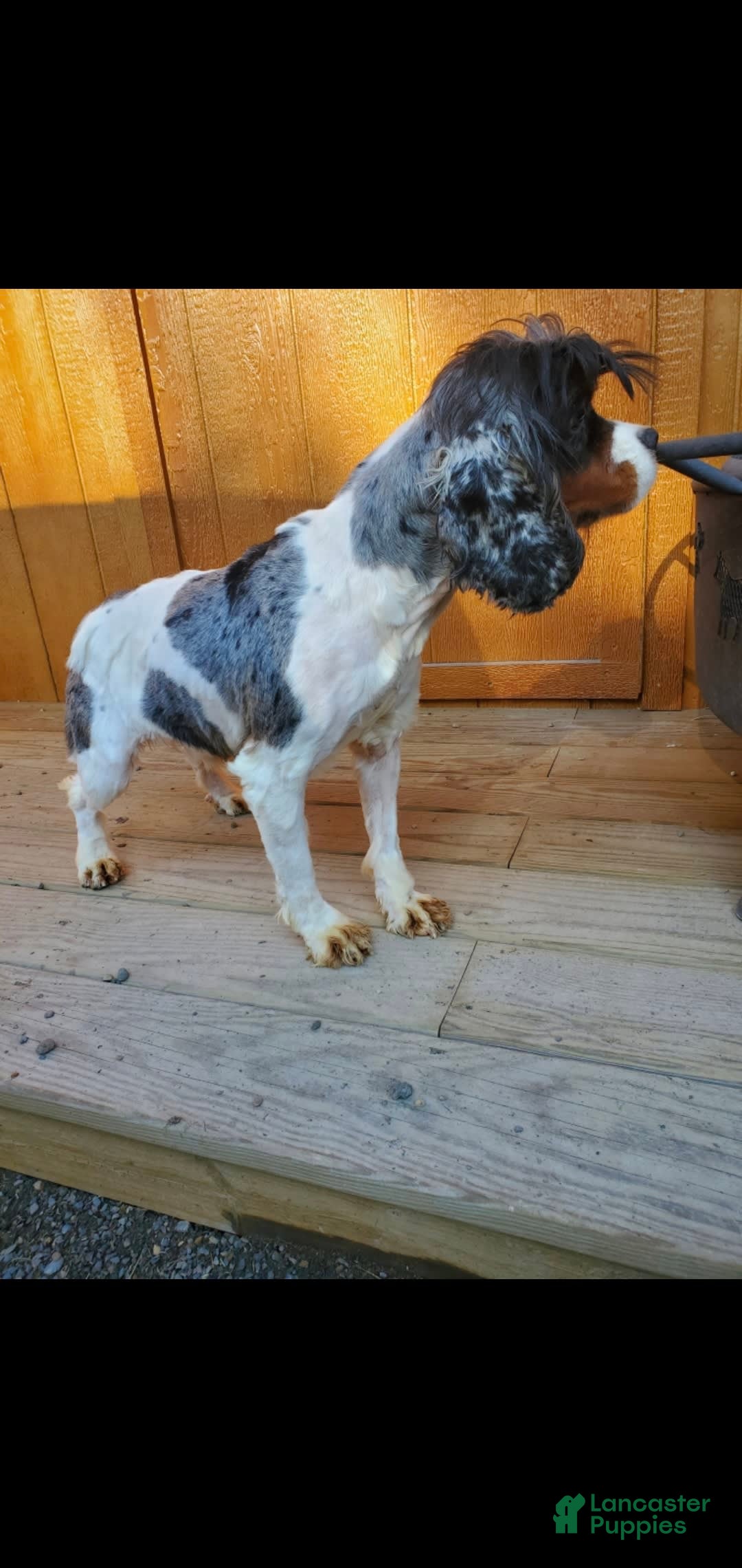 Cocker Spaniel dogs for sale: Nash - Image 31