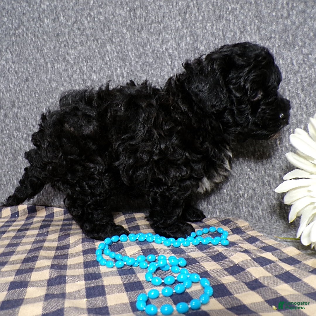 Havapoo dogs for sale: Havapoo 2 puppies - Image 5