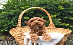 Cavapoo dogs for sale: Zachariah - Image 3