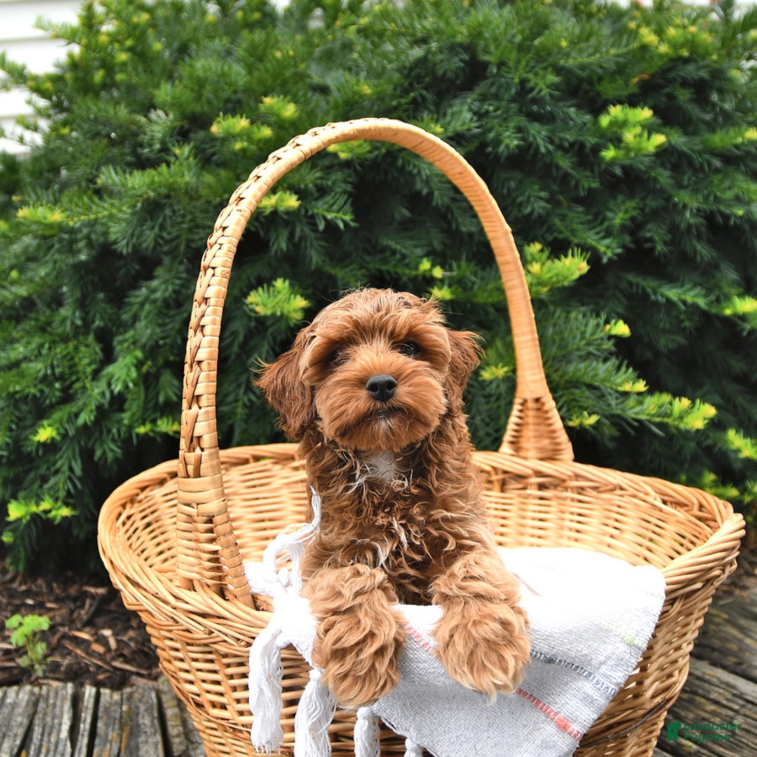 Cavapoo dogs for sale: Zachariah - Image 3