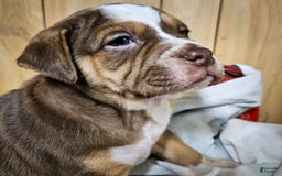 Puggle dogs for sale: Toby - Image 8