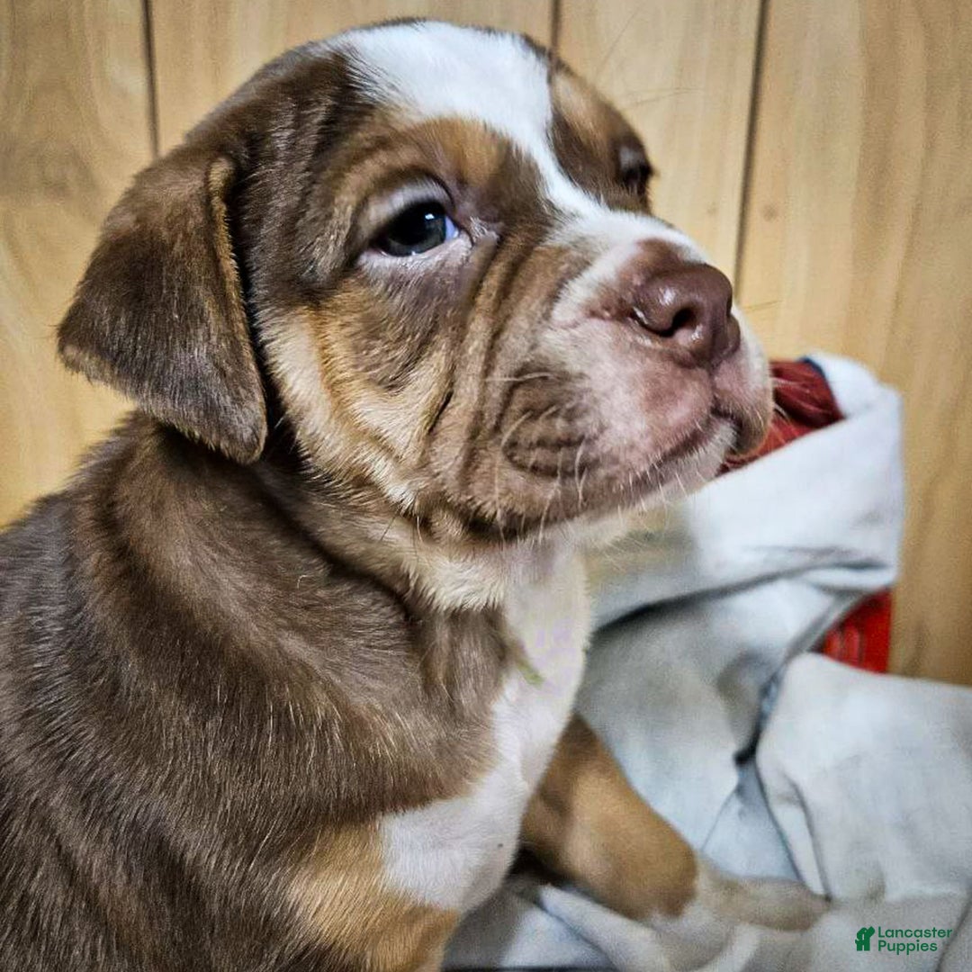 Puggle dogs for sale: Toby - Image 8