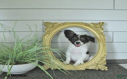Papillon dogs for sale: Lilah - Image 2