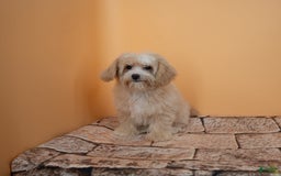 Maltipoo dogs for sale: Luciana - Image 13