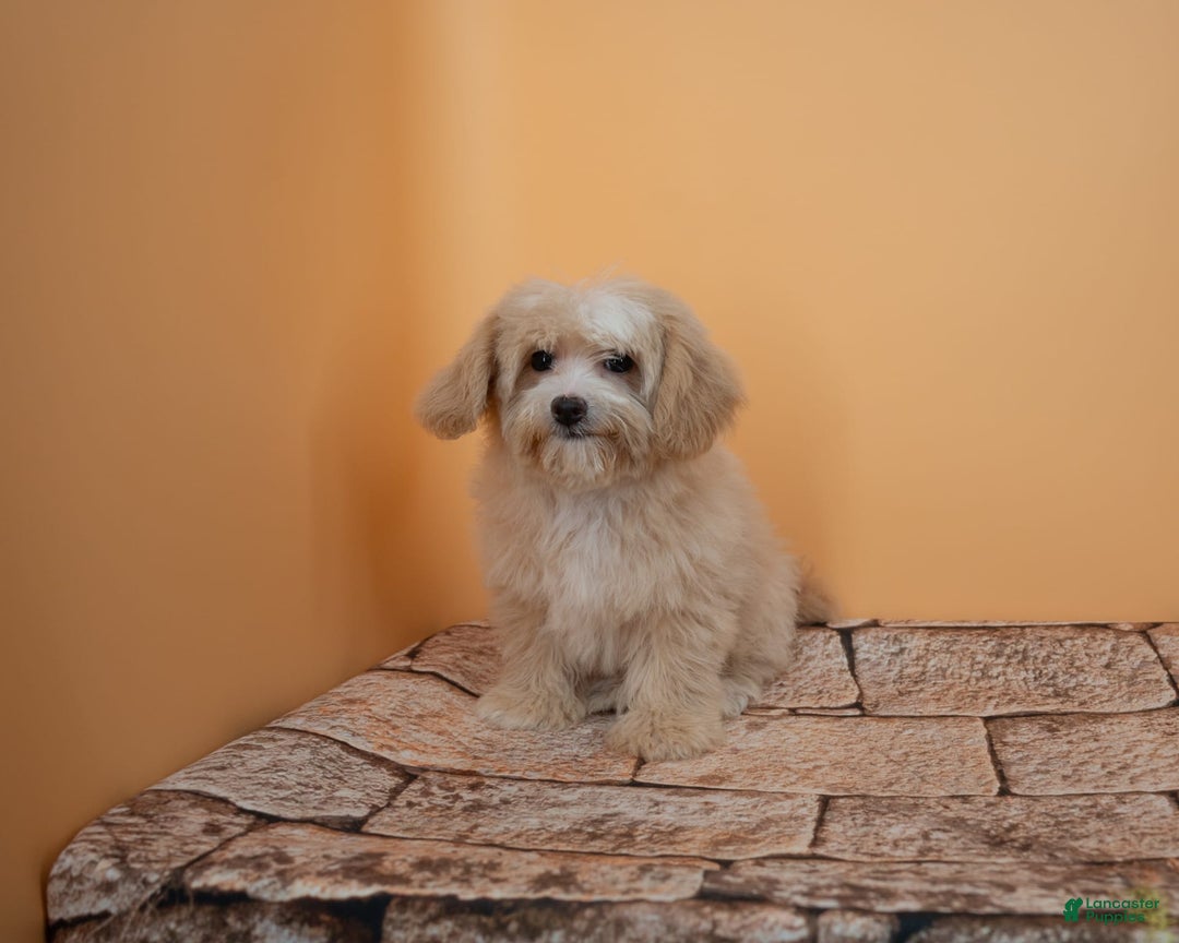 Maltipoo dogs for sale: Luciana - Image 13