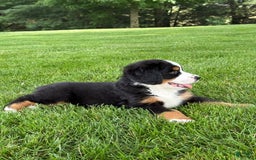 Bernese Mountain Dog dogs for sale: Ivy - Image 8
