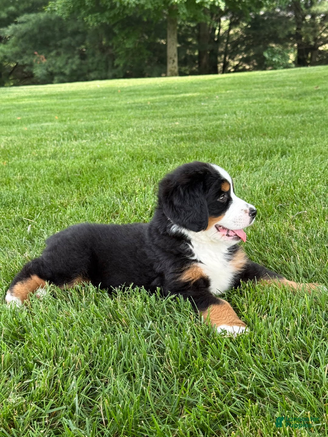 Bernese Mountain Dog dogs for sale: Ivy - Image 8