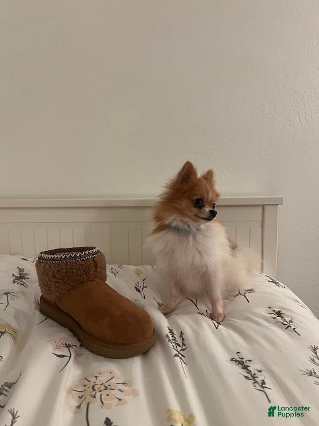 Pomeranian dogs for sale: Limon - Image 1