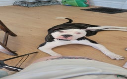 American Bulldog dogs for sale: Female 1 - Image 2