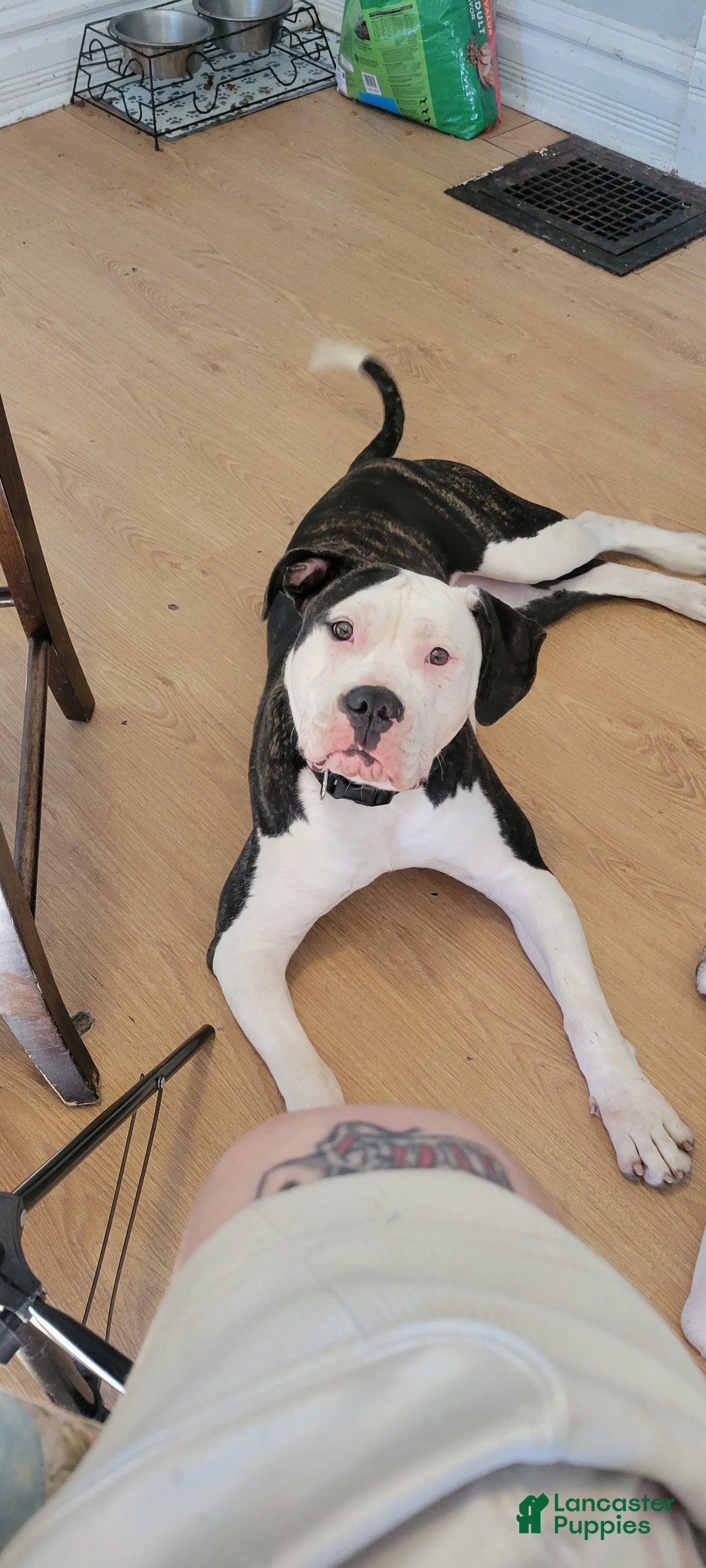 American Bulldog dogs for sale: Female 1 - Image 2