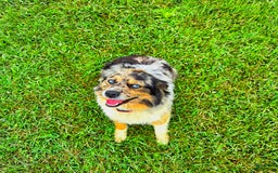 Miniature Australian Shepherd dogs for sale: Angel - Image 10