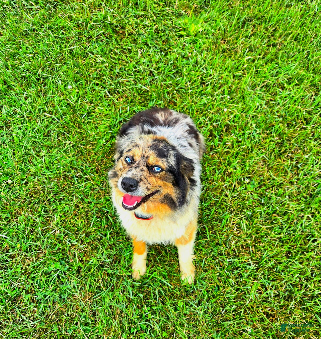 Miniature Australian Shepherd dogs for sale: Angel - Image 10