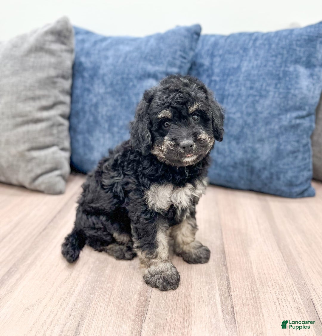 Mini Goldendoodle dogs for sale: Manny - Image 5