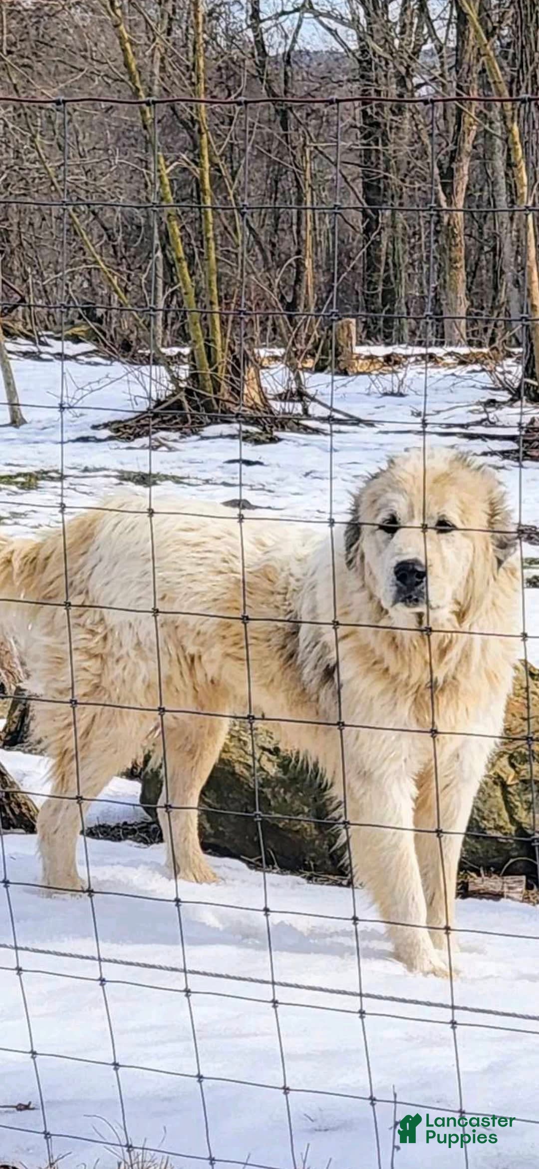 Great Pyrenees dogs for sale: Green - Image 16