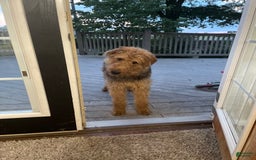Airedale Terrier dogs for sale: Azalea - Image 5