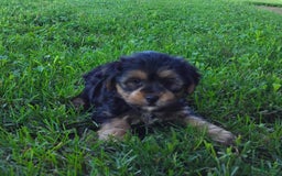 Shorkie dogs for sale: Grady - Image 4