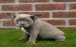 Frenchton dogs for sale: Rocket - Image 6