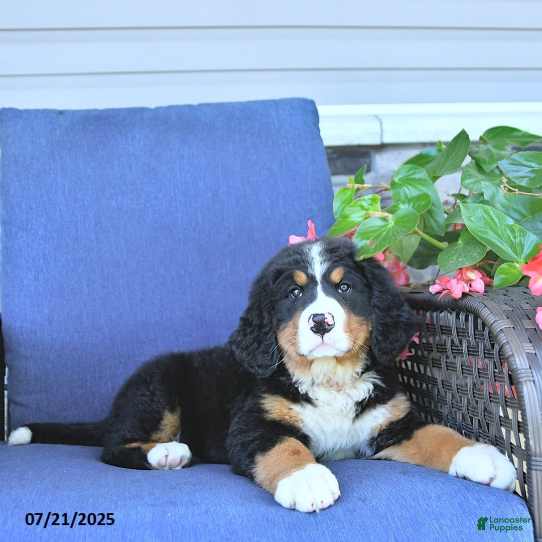 Bernese Mountain Dog dogs for sale: Annie - Image 4