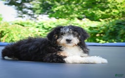 Mini Bernedoodle dogs for sale: Marcy - Image 5