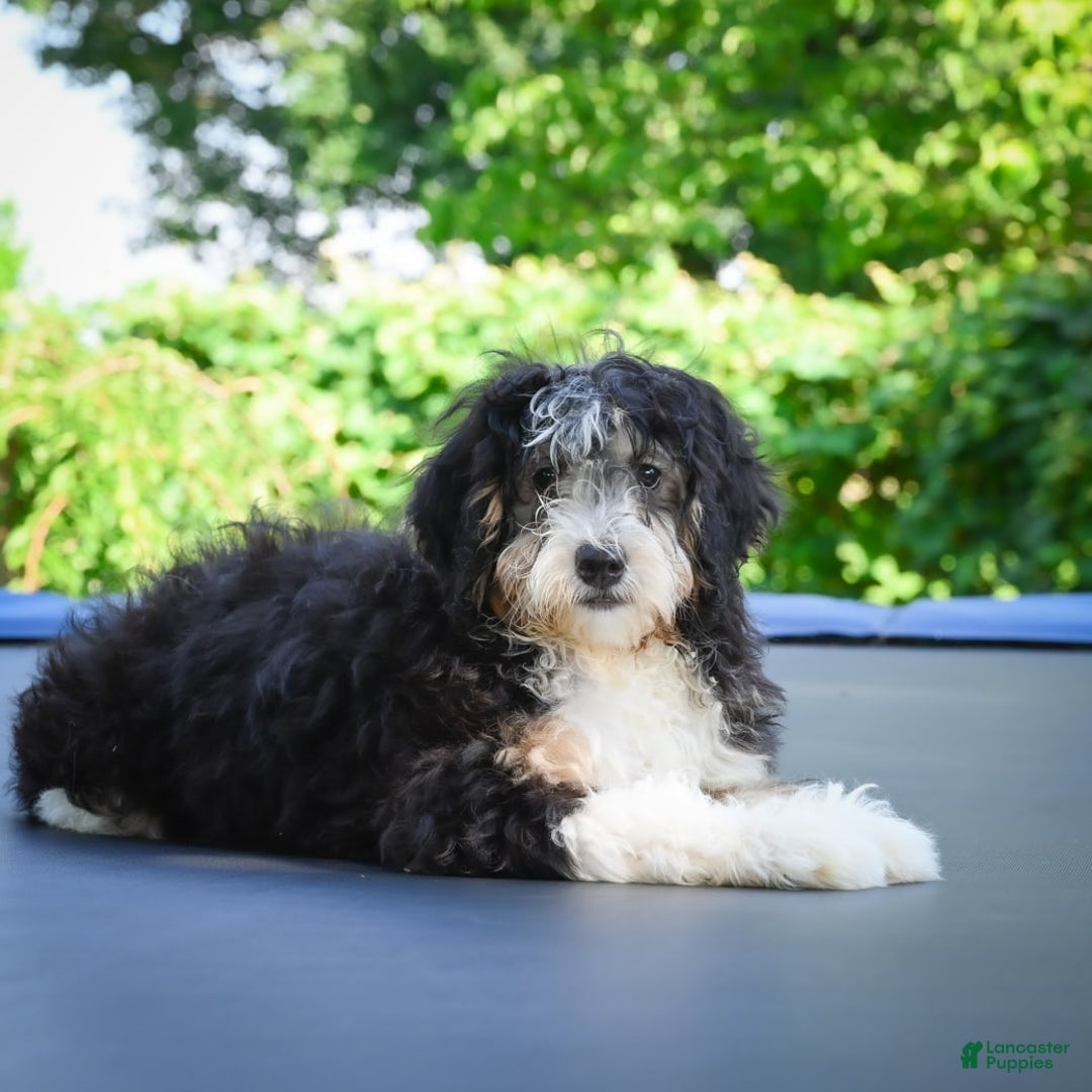 Mini Bernedoodle dogs for sale: Marcy - Image 5