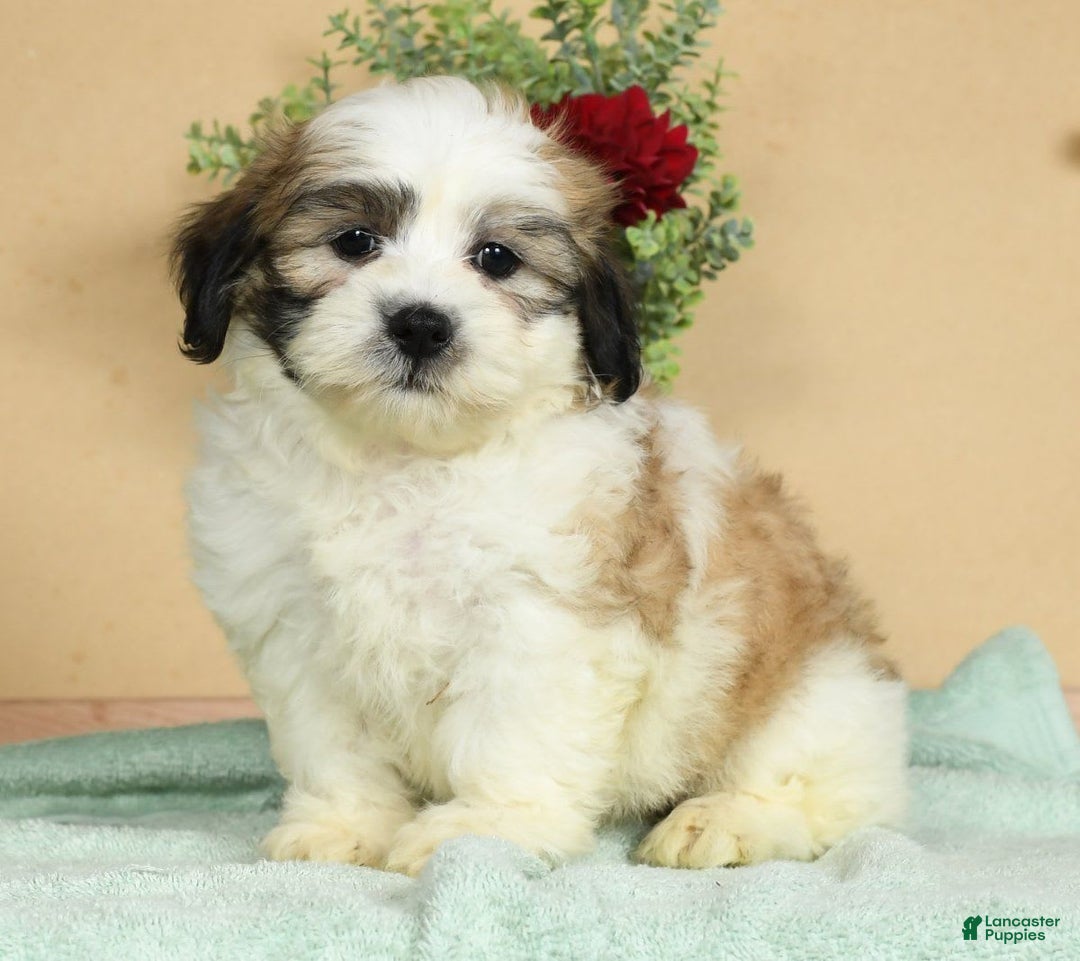 Teddy Bear dogs for sale: Sammy - Image 2