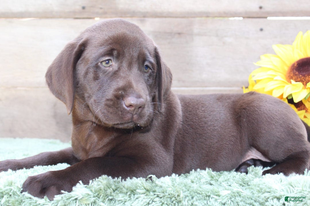 Labrador Retriever dogs for sale: Rocky - Image 1