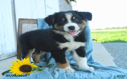 Australian Shepherd dogs for sale: Australian Shepherd 9 puppies - Image 24