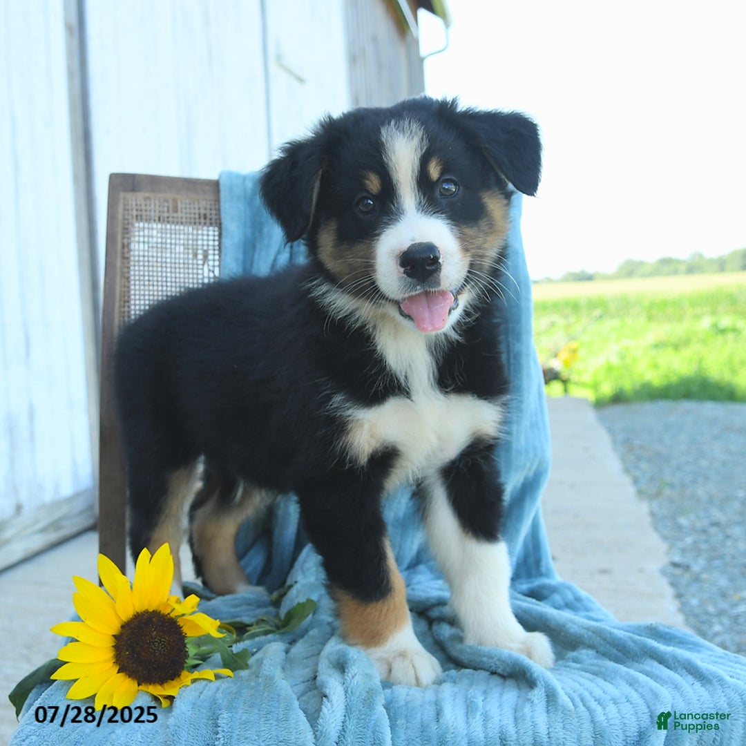 Australian Shepherd dogs for sale: Australian Shepherd 9 puppies - Image 24