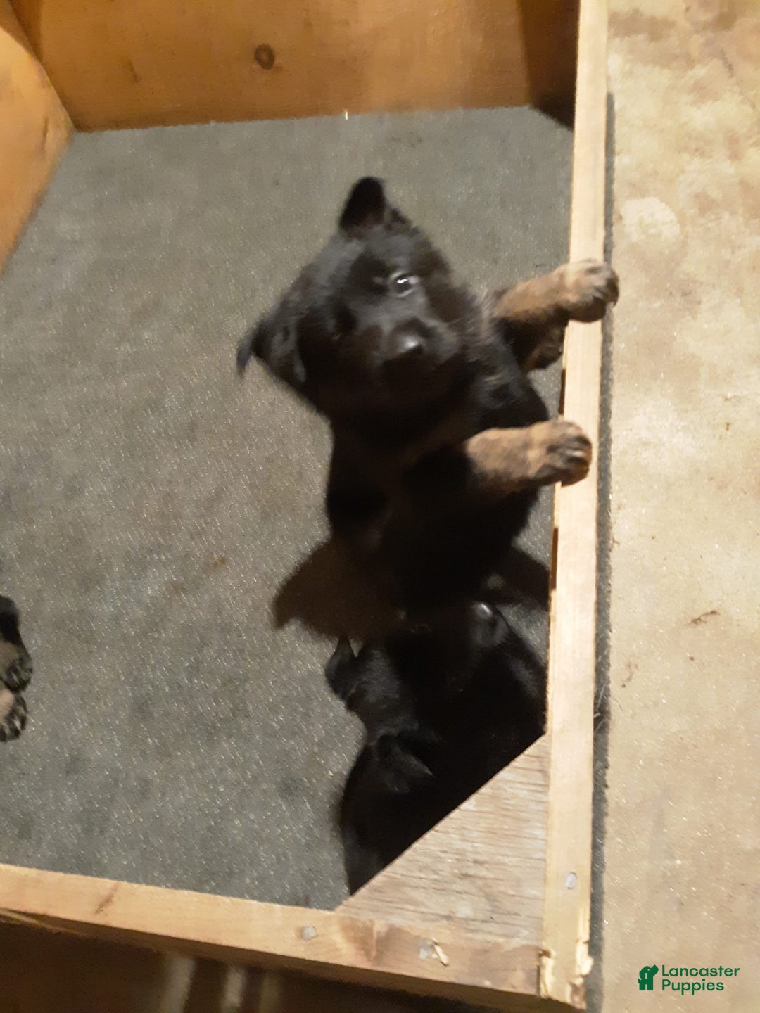 German Shepherd dogs for sale: Little Girl - Image 13