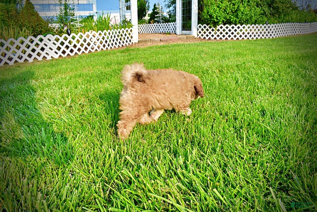 Havapoo dogs for sale: Webster - Image 20