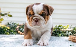 English Bulldog dogs for sale: Emily - Image 5