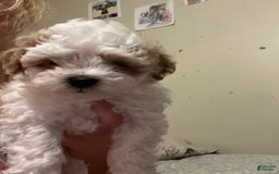 Miniature Poodle dogs for sale: Sonic - Image 11