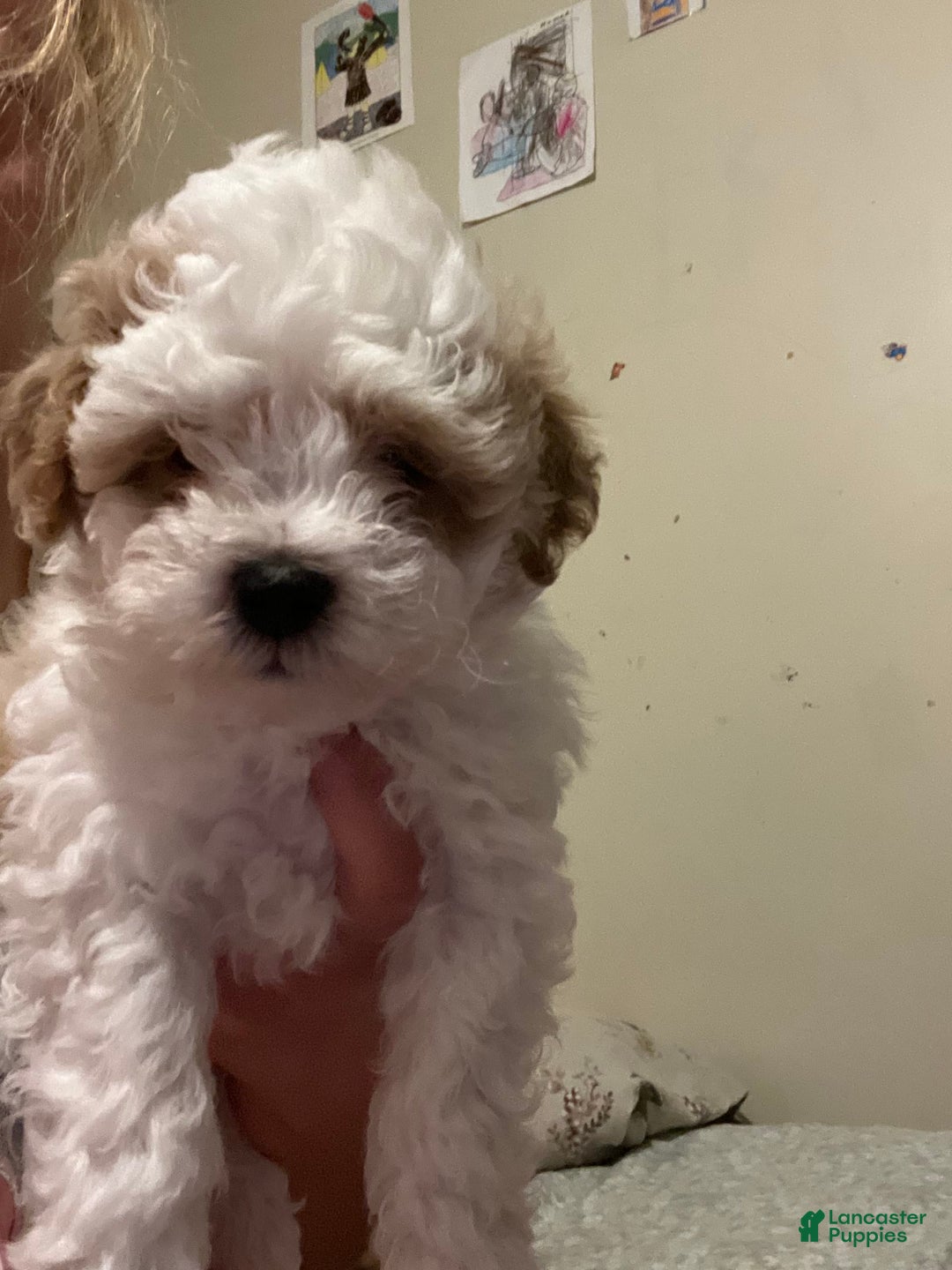 Miniature Poodle dogs for sale: Sonic - Image 11