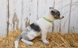 Australian Cattle Dog dogs for sale: Oreo - Image 4