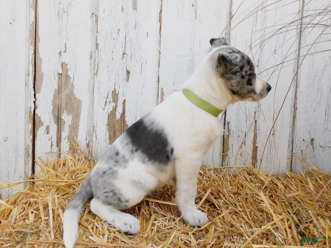 Australian Cattle Dog dogs for sale: Oreo - Image 4