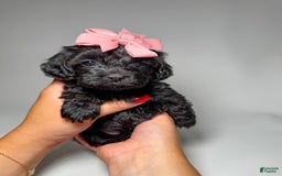 Toy Poodle dogs for sale: Tiny Cashmere - Image 1