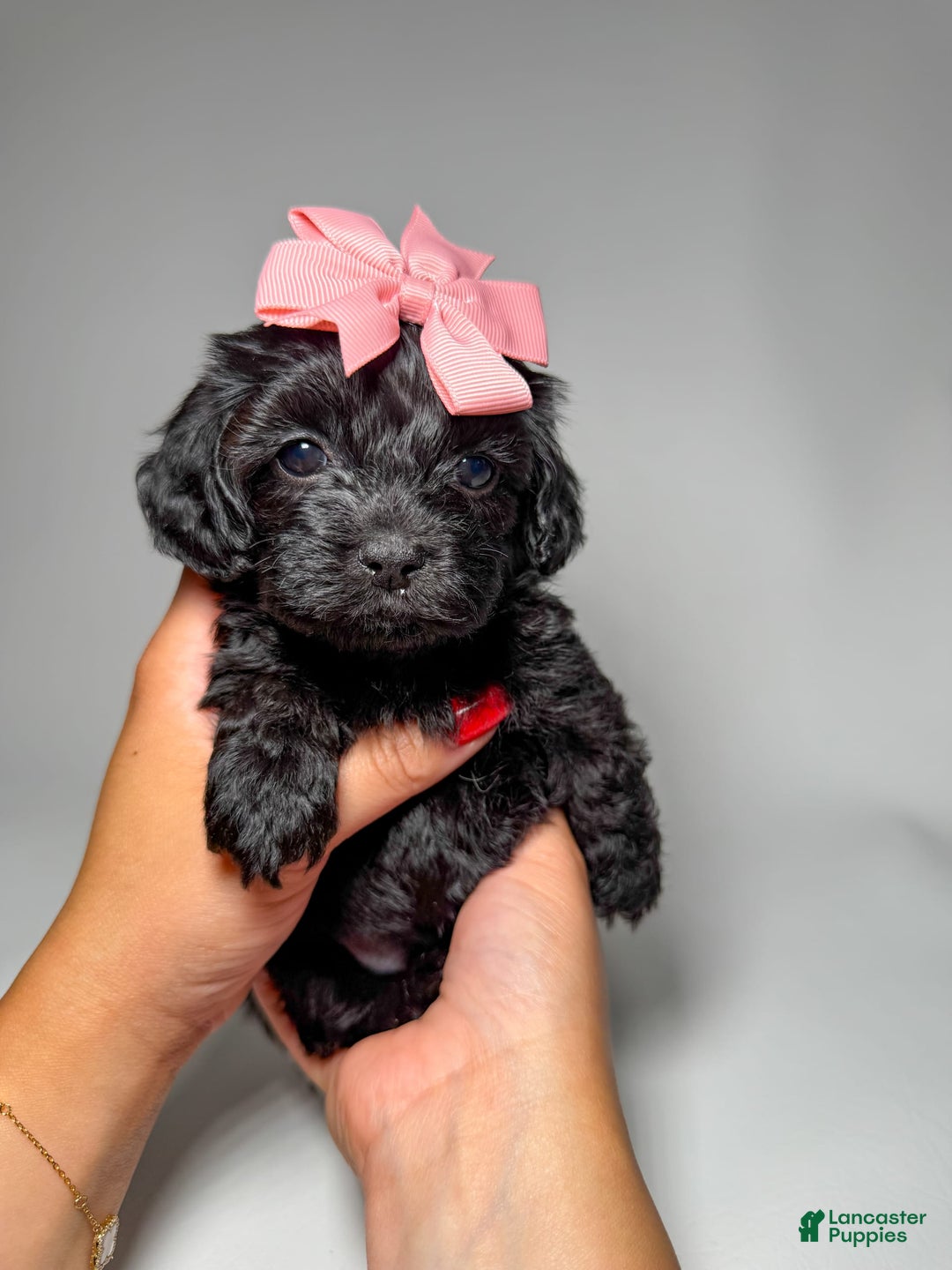 Toy Poodle dogs for sale: Tiny Cashmere - Image 1