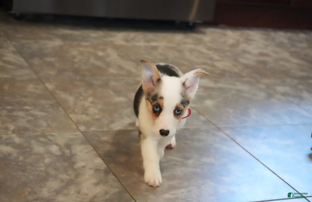 Welsh Corgi Pembroke dogs for sale: Mrs Red - Image 7