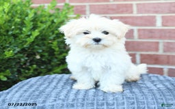 Maltese dogs for sale: Snickers - Image 4