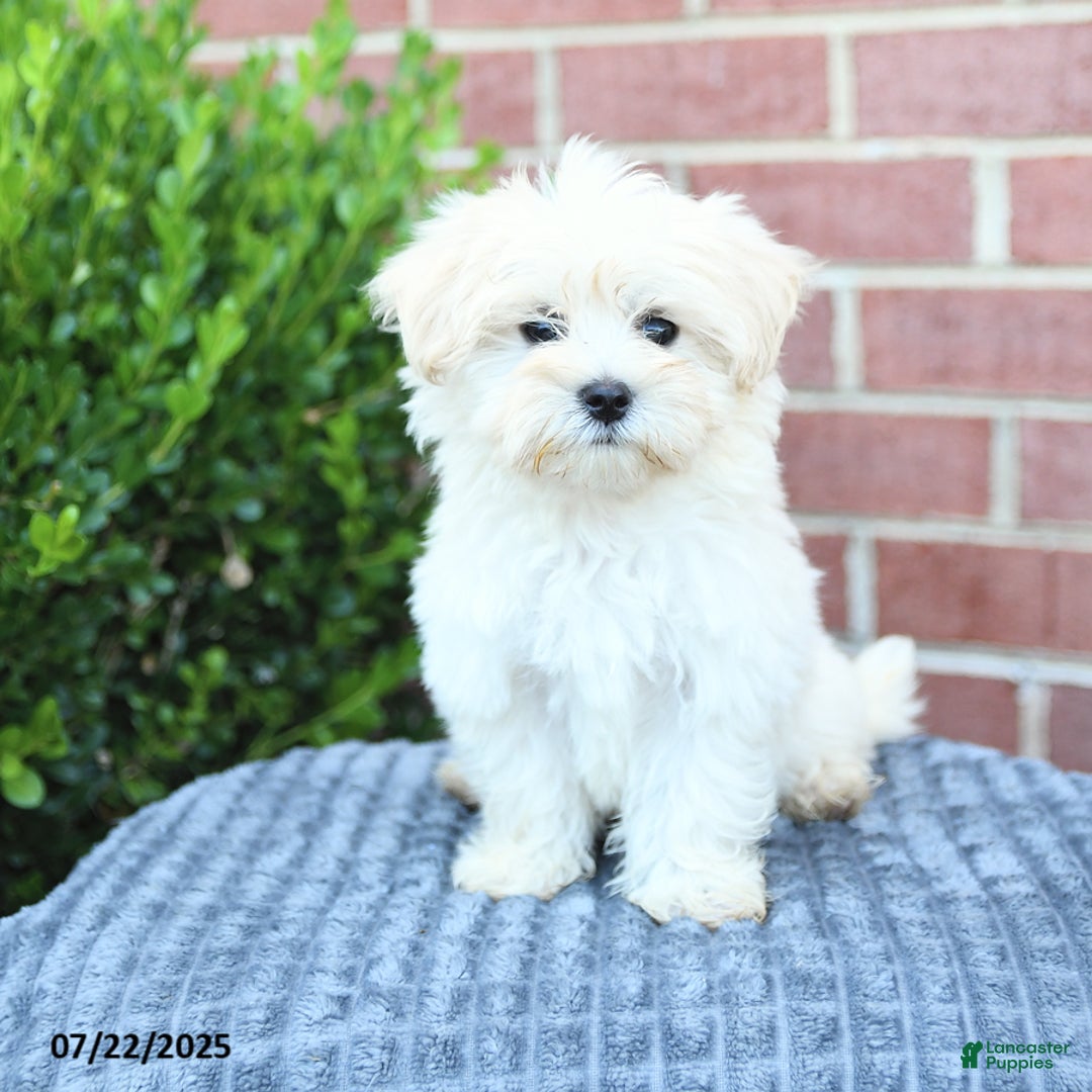 Maltese dogs for sale: Snickers - Image 4