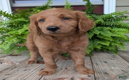 Goldendoodle dogs for sale: Flip - Image 7