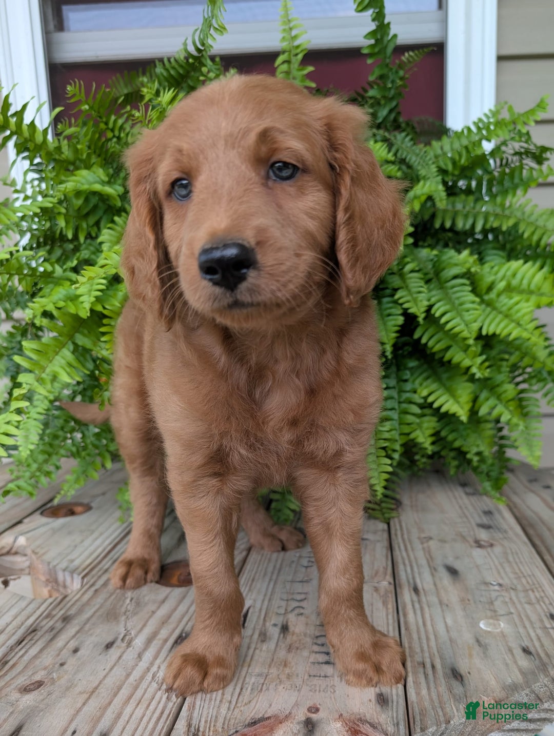 Goldendoodle dogs for sale: Flip - Image 7