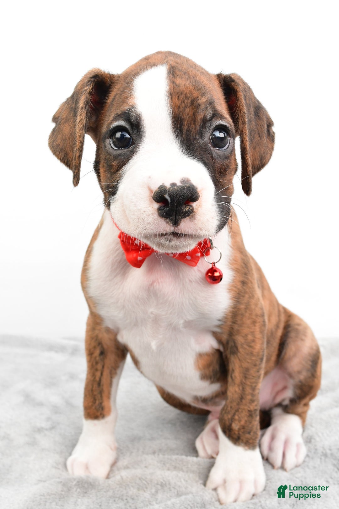 Boxer dogs for sale: Ripley - Image 3