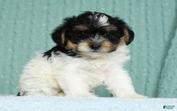 Yorkiepoo dogs for sale: Brent - Image 6