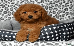 Cockapoo dogs for sale: Daisy - Image 6